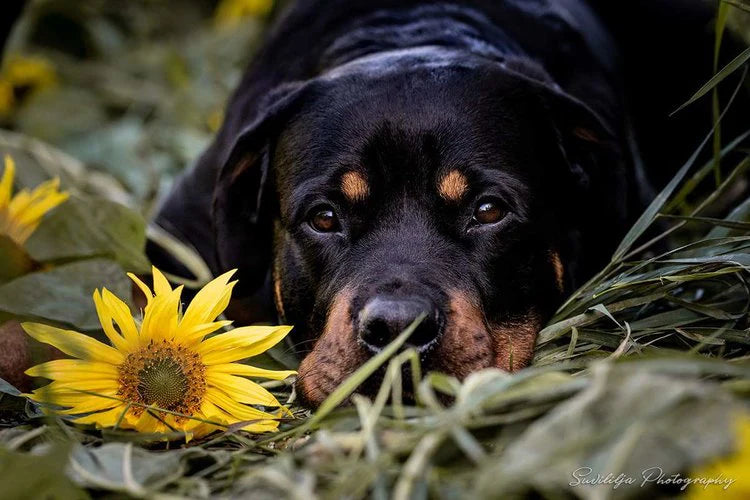 LovePaws