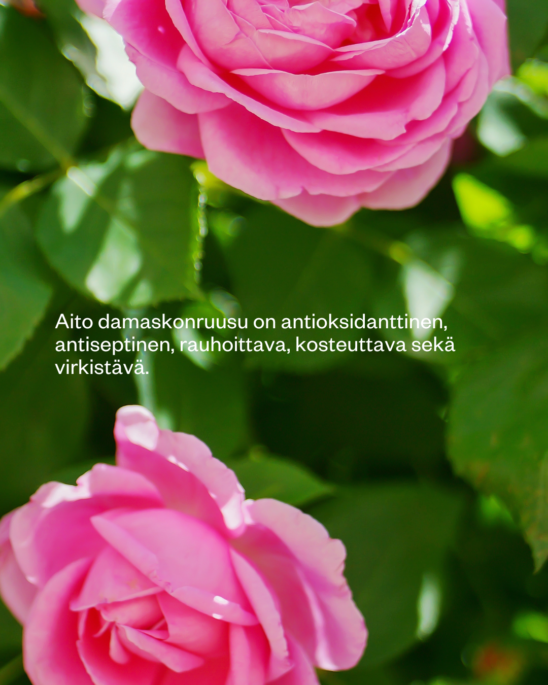 ROSE FLORAL WATER luomu ruusuvesi 100 ml